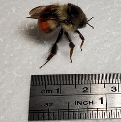 Bombus