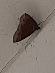 Parallelia bistriaris