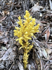 Aphyllon pinorum