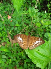Tanaecia pelea
