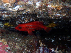 Sebastes ruberrimus