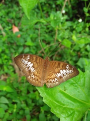 Tanaecia pelea