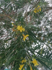 Astianthus viminalis