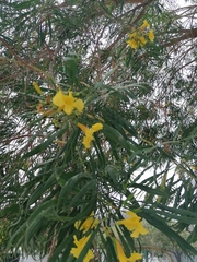 Astianthus viminalis