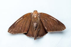 Hasora badra