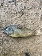 Lepomis cyanellus