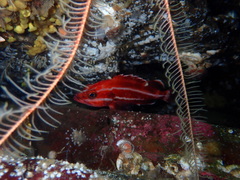 Sebastes ruberrimus