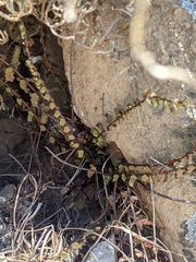 Asplenium vespertinum