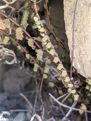 Asplenium vespertinum