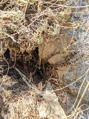 Asplenium vespertinum