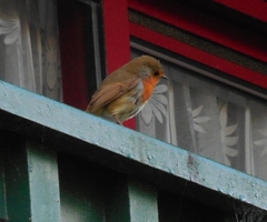 Erithacus rubecula