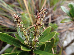 Agastachys odorata