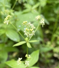 Galium oreganum