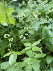 Galium oreganum