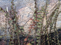 Asplenium vespertinum