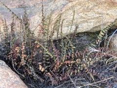 Asplenium vespertinum