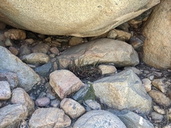 Asplenium vespertinum