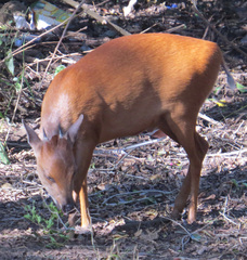 Cephalophorus natalensis