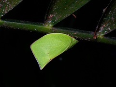 Phyllyphanta