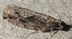 Gretchena watchungana