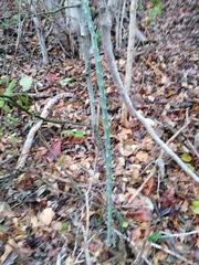 Acanthocereus fosterianus
