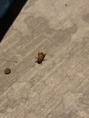 Cyclocephala borealis