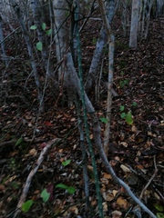 Acanthocereus fosterianus