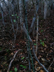Acanthocereus fosterianus