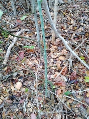 Acanthocereus fosterianus