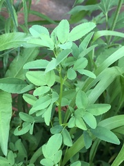 Melilotus albus