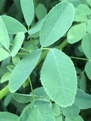 Melilotus albus