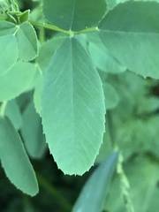 Melilotus albus