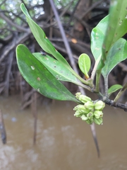 Scyphiphora hydrophylacea