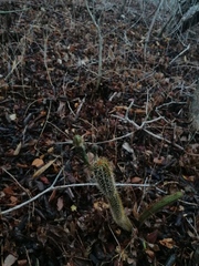 Acanthocereus oaxacensis