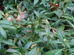 Sarcococca ruscifolia