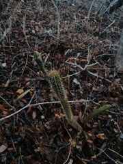 Acanthocereus oaxacensis