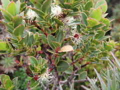 Eucalyptus vernicosa