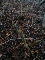 Acanthocereus oaxacensis