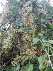 Sarcomphalus amole