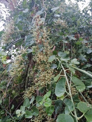 Sarcomphalus amole