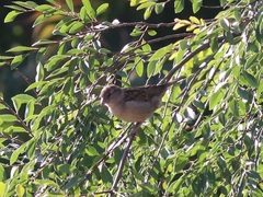 Passer domesticus