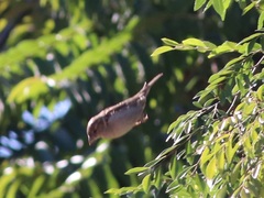 Passer domesticus