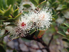 Eucalyptus vernicosa