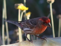Haemorhous mexicanus