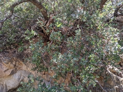Quercus cedrosensis