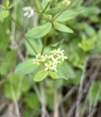 Galium oreganum