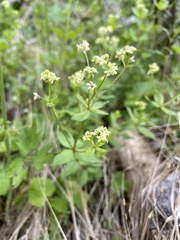 Galium oreganum