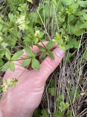 Galium oreganum
