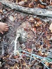 Ibervillea hypoleuca