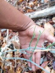 Ibervillea hypoleuca